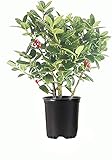 Photo Dwarf Burford Holly | 3 Live Quart Size Plants | Ilex Burfordi Evergreen Hedge Red Berries Shrub Tree, best price $53.98, bestseller 2024