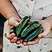 Nadapeno Jalapeno Pepper - 25 Seeds - Heirloom & Open-Pollinated Variety, Non-GMO Vegetable Seeds for Planting in The Home Garden, Thresh Seed Company new 2024