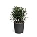 Brighter Blooms - Frost Proof Gardenia Shrub - Outdoor Flowering Plant, 3 Gallon, No Shipping to AZ new 2024