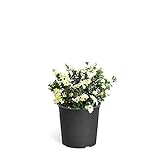 Photo Brighter Blooms - Dwarf Radicans Gardenia Shrub - Indoor/Outdoor Flowering Plant, 3 Gallon, No Shipping to AZ, best price $59.99, bestseller 2024