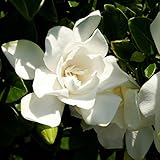Photo Jubilation Gardenia (2 Gallon) Flowering Evergreen Shrub with Fragrant White Blooms - Full Sun to Part Shade Live Outdoor Plant / Bush - Southern Living Plants, best price $42.97, bestseller 2024