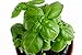 150 Genovese Basil Seeds for Planting - Heirloom Non-GMO USA Grown Premium Sweet Basil Seeds by RDR Seeds new 2024