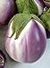 Rosa Bianca Eggplant Seeds, 100+ Heirloom Seeds Per Packet, (Isla's Garden Seeds), Non GMO Seeds, Botanical Name: Solanum melongena new 2024