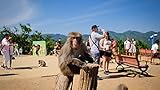 Photo Monkey see, monkey do? Feed Japanese monkeys at Arashiyama Monkey Park, best price $69.00, bestseller 2024
