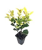 Photo Ligustrum Japonicum Howardi - 10 Live Plants - Privet Howardii - Variegated Evergreen Shrub, best price $49.98, bestseller 2024