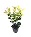Ligustrum Japonicum Howardi - 10 Live Plants - Privet Howardii - Variegated Evergreen Shrub new 2024