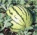 Dixie Queen Watermelon Seeds, (Isla's Garden Seeds), 50 Heirloom Seeds Per Packet, Non GMO Seeds, Botanical Name: Citrullus lanatus new 2024