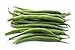 Green Bean Seeds for Planting - Provider - Bush Bean - 50 Seeds - Heirloom Non-GMO Vegetable Seeds for Planting new 2024