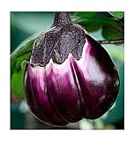 Foto Aubergine Violetta di Firenze - Eierfrucht - 20 Samen, bester Preis 1,60 €, Bestseller 2024