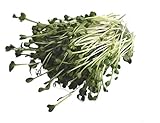 Foto 250 g BIO Keimsprossen Daikon-Rettich Samen für die Sprossenanzucht Sprossen Microgreen Mikrogrün, bester Preis 6,09 € (24,36 € / kg), Bestseller 2024