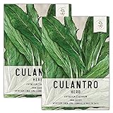 Photo Seed Needs, Culantro Seeds for Planting (Eryngium foetidum) Twin Pack of 300 Seeds Each Non-GMO - NOT Cilantro Seeds, best price $8.85 ($0.03 / Count), bestseller 2024