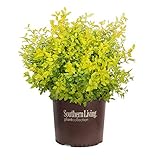 Photo Sunshine Ligustrum (2 Gallon) Evergreen Shrub with Bright Yellow Foliage - Full Sun Live Outdoor Plant - Southern Living Plants…, best price $29.60, bestseller 2024