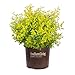 Sunshine Ligustrum (2 Gallon) Evergreen Shrub with Bright Yellow Foliage - Full Sun Live Outdoor Plant - Southern Living Plants… new 2024