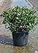 Snow White Indian Hawthorn (2.4 Gallon) White Blooming Evergreen Shrub - Full Sun Live Outdoor Plant new 2024