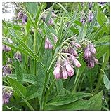 Photo Earthcare Seeds True Comfrey 50 Seeds (Symphytum officinale) Non GMO, Heirloom, best price $9.95 ($0.20 / Count), bestseller 2024