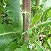 Wild Lettuce Seeds (Lactuca virosa) Packet of 50 Seeds new 2024