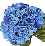 Photo Nikko Blue Hydrangea Shrub-Bare Root-Healthy Plant- 2 Pack by Growers Solution, best price $43.89 ($21.94 / Count), bestseller 2024