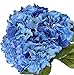 Nikko Blue Hydrangea Shrub-Bare Root-Healthy Plant- 2 Pack by Growers Solution new 2024