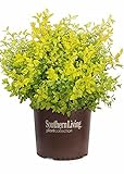 Photo Sunshine Ligustrum (3 Gallon) Evergreen Shrub with Bright Yellow Foliage - Full Sun Live Outdoor Plant - Southern Living Plants, best price $46.98, bestseller 2024
