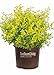 Sunshine Ligustrum (3 Gallon) Evergreen Shrub with Bright Yellow Foliage - Full Sun Live Outdoor Plant - Southern Living Plants new 2024