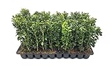 Photo Green Mountain Boxwood - 10 Live Plants - Buxus - Fast Growing Cold Hardy Formal Evergreen Shrub, best price $54.98, bestseller 2024