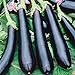 Seeds Eggplant Aubergine Long Pop Black Vegetable Heirloom for Planting Non GMO new 2024