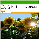 Foto SAFLAX - Girasol Titan - 20 semillas - Con sustrato estéril para cultivo - Helianthus annuus, mejor precio 4,45 €, éxito de ventas 2024