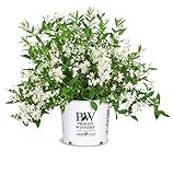 Photo Proven Winners - Deutzia Yuki Snowflake (Yuki Snowflake Deutzia) Shrub, white flowers, #3 - Size Container, best price $43.54, bestseller 2024
