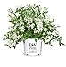 Proven Winners - Deutzia Yuki Snowflake (Yuki Snowflake Deutzia) Shrub, white flowers, #3 - Size Container new 2024