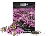 Photo 1,000 Creeping Thyme Seeds for Planting - Heirloom Non-GMO Ground Cover Seeds - AKA Breckland Thyme, Mother of Thyme, Wild Thyme, Thymus Serpyllum - Purple Flowers, best price $6.49 ($0.01 / Count), bestseller 2024