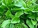 400+ French Sorrel Seeds- Heirloom Lettuce Herb- by Ohio Heirloom Seeds new 2024