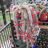 Foto strimusimak 10 unids hildewintera colademononis semillas de cactus planta roja flores de mono cola de cactus semillas para jardín decoración de bonsais al aire libre Semilla, mejor precio 3,57 €, éxito de ventas 2024