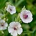 Outsidepride Marsh Mallow Herb Plant Seed - 1000 Seeds new 2024