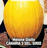 Foto Semillas de melón amarillo canario 3 sel - frutas - sirio - melones amarillos - cucumis melo - las mejores semillas de plantas - flores vegetales - raro - idea de regalo - 180 semillas aprox., mejor precio 8,18 €, éxito de ventas 2024