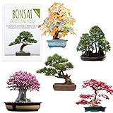 Foto Semillas exóticas de Bonsai con alta tasa de germinación - Juego de Semillas de Plantas para su propio árbol de Bonsai (Mezcla de 5 incl. eBook GRATIS), mejor precio 19,90 €, éxito de ventas 2024