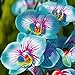 TOYHEART 100 Stück Premium-Blumensamen, Phalaenopsis-Samen Aromatische Cymbidium-Pflanzen Mehrjährige Orchideen-Blumensämlinge Für Das Amt Blau neu 2024