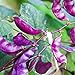 Outsidepride Purple Hyacinth Bean Red Leaved Plant Vine Seed - 100 Seeds new 2024