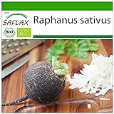 Foto SAFLAX - Ecológico - Rábano - Español Negro - 100 semillas - Con sustrato estéril para cultivo - Raphanus sativus, mejor precio 4,45 €, éxito de ventas 2024