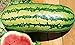 25 Garrisonian Watermelon Seeds | Non-GMO | Heirloom | Instant Latch Fresh Garden Seeds new 2024