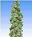 BALDUR Garten Japanische Säulen-Himbeeren,1 Pflanze, Japanische Weinbeere, Rubus phoenicolasius Hybride Säulenobst neu 2024