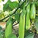 Fingers - Green Eggplant Seeds - 2 g Packet ~450 Seeds - Non-GMO - Vegetable Garden - Solanum melongena new 2024