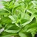 Outsidepride Stevia Sweetleaf Herb Plant Seeds - 50 Seeds new 2024