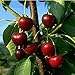 Obstbaum Kirsche Kirschbaum Busch Form rot große schwarze Knorpelkirsche Süßkirsche 120-160 cm - hochwertige Baumschul Qualität direkt vom Fachhändler neu 2024