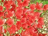 Photo RED Cumberland Azalea Rhododendron Cumberlandense Bush Shrub Flower jocad (10 Seeds), best price $17.25 ($1.72 / Count), bestseller 2024