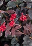 Photo Red Diamond Loropetalum (2 Gallon) Flowering Evergreen Shrub with Purple Foliage - Full Sun to Part Shade Live Outdoor Plant - Southern Living Plants, best price $36.98, bestseller 2024