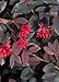 Red Diamond Loropetalum (2 Gallon) Flowering Evergreen Shrub with Purple Foliage - Full Sun to Part Shade Live Outdoor Plant - Southern Living Plants new 2024