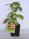 Foto Frambuesa amarilla (maceta 2 litros) - Arbusto frutal vivo, mejor precio 13,95 €, éxito de ventas 2024