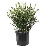 Photo Wintergreen Boxwood (2.4 Gallon) Low-Maintenance Evergreen Hedge Shrub - Full Sun Live Outdoor Plant, best price $30.93, bestseller 2024