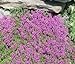 Thyme Creeping Thyme Bulk 15,000 Seeds Great Garden Herb by Seed Kingdom new 2024