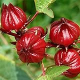 Photo Red Roselle Seeds (Hibiscus sabdariffa) Packet of 50 Seeds, best price $7.97 ($0.16 / Count), bestseller 2024
